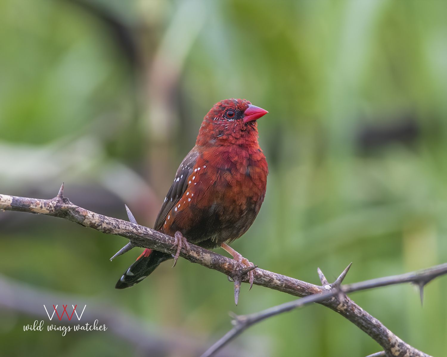 Red Avadavat (m) perch 001